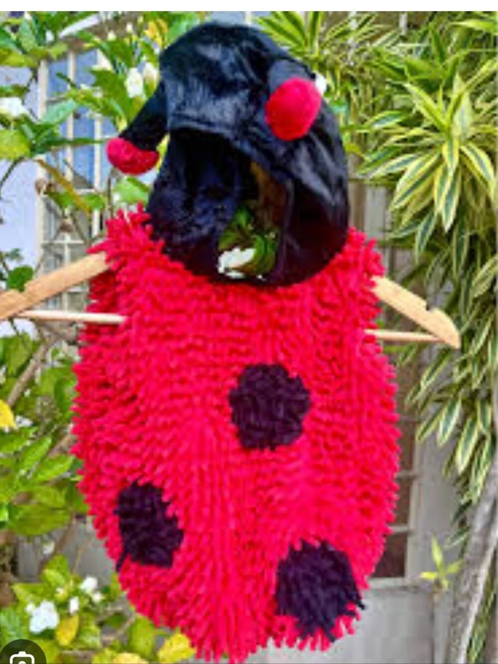 Dream Play Imagine ladybug halloween